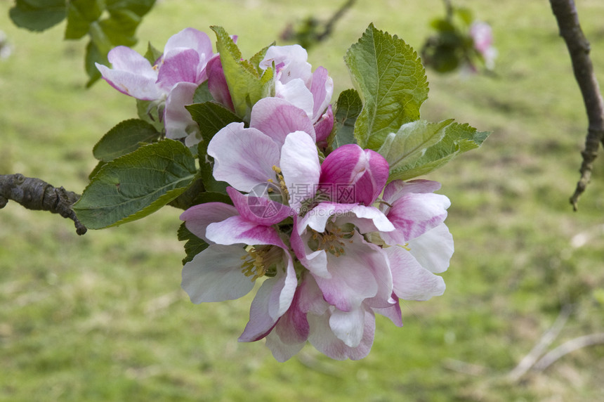 苹果薄粉植物农场绿色白色新生活水果粉色花园农村鲜花图片
