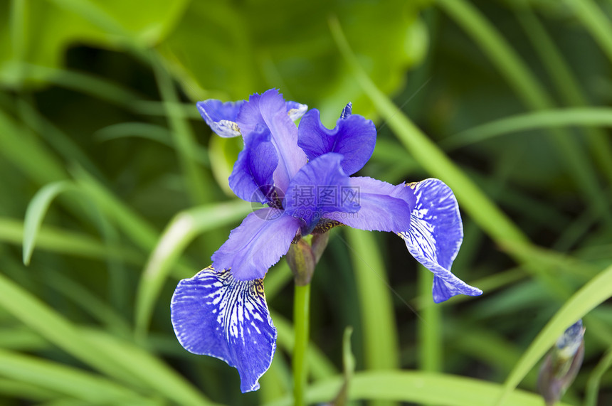 伊瑞斯白色区系美丽绿色鸢尾花植物蓝色花园花瓣紫色图片