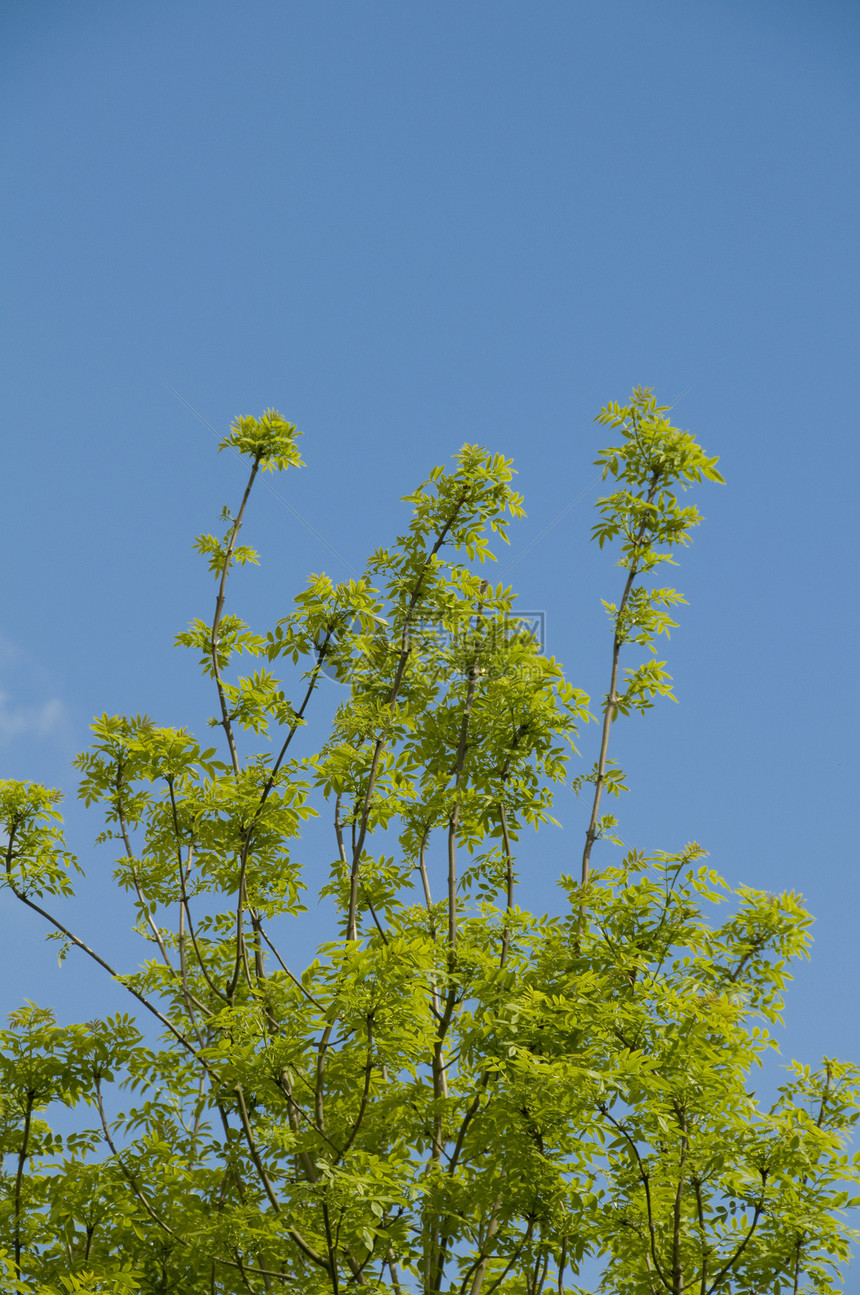 树树顶天空树梢绿色树木蓝色树叶图片
