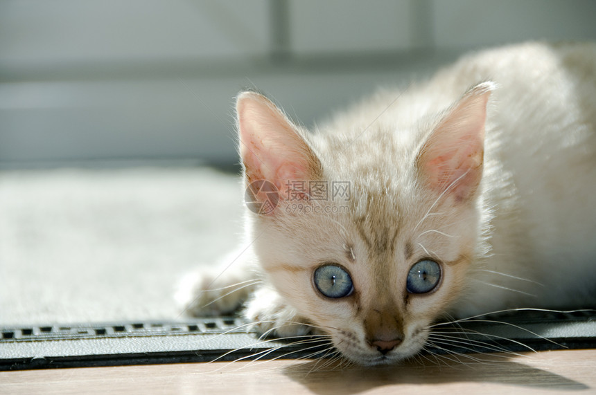 小猫咪纯种猫宠物小猫蓝色家畜毛皮地面白色眼睛图片