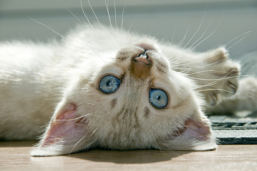小猫咪纯种猫毛皮蓝色小猫地面白色眼睛宠物家畜图片