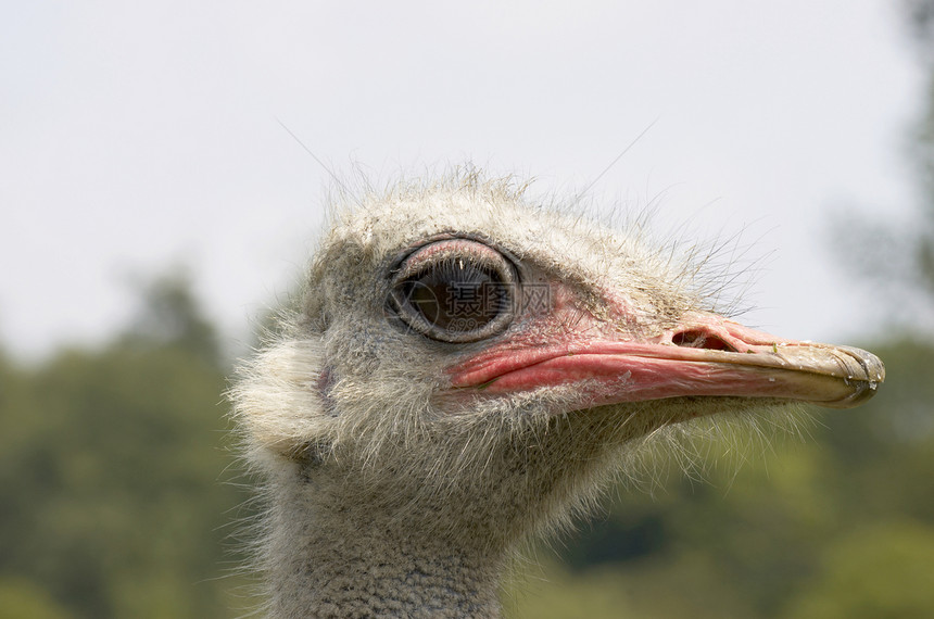 斯特里希动物眼睛野生动物鸵鸟羽毛雄性图片