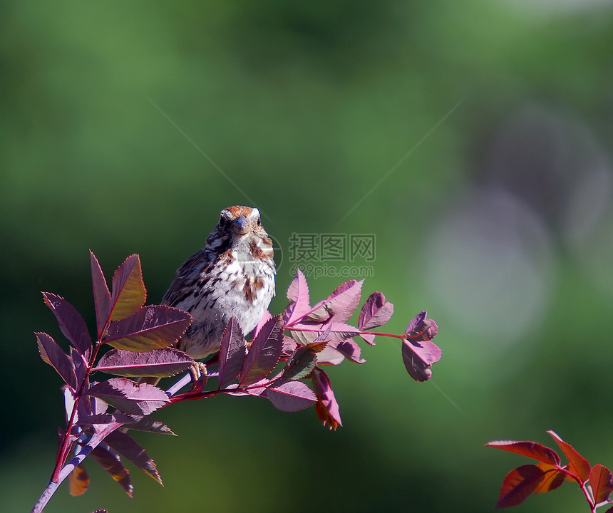 芝平麻雀翅膀木头季节性动物荒野野生动物图片