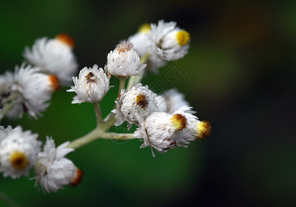 小野生小花图片