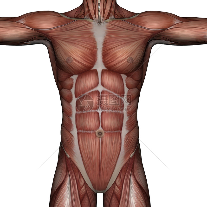 男性3D肌肉手臂躯干身体运动图片
