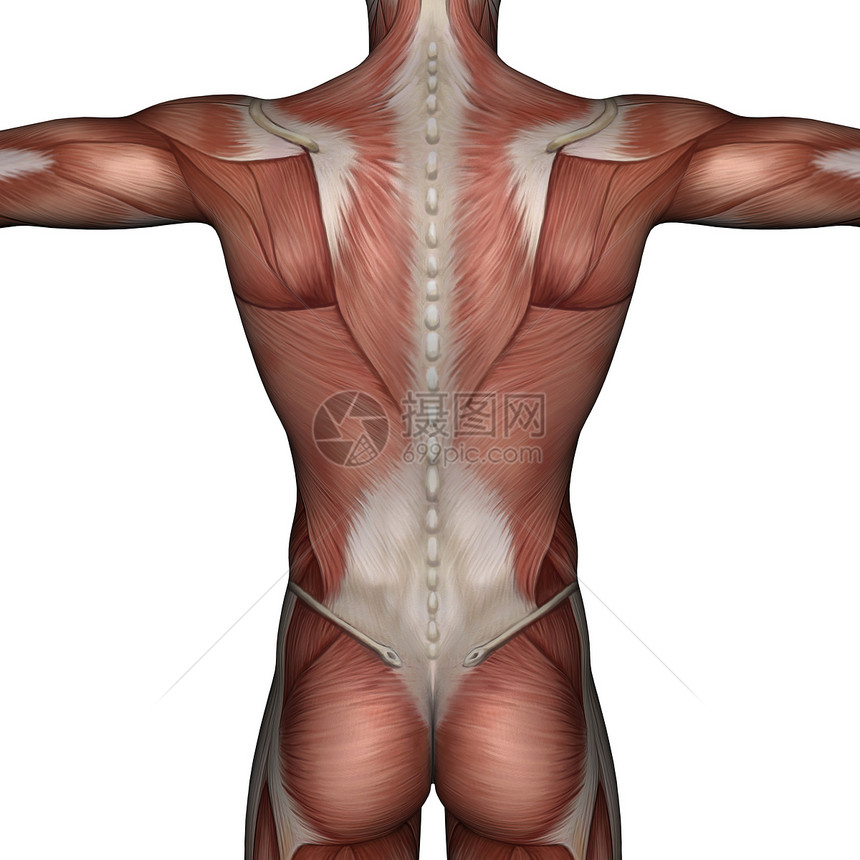 男性3D肌肉运动手臂身体躯干图片