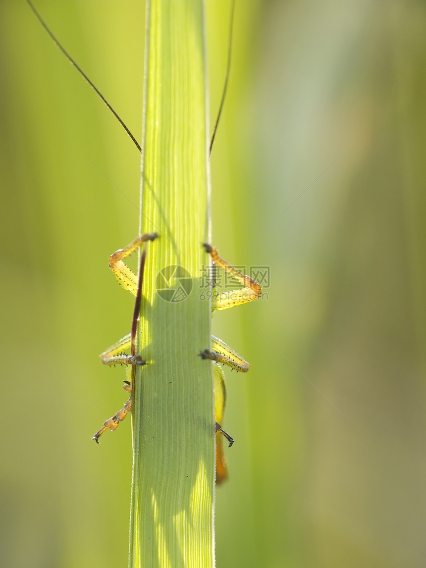 板球野生动物鳞翅目昆虫动物绿色宏观图片