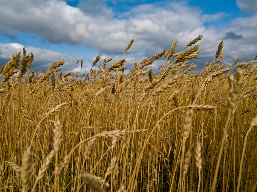 黑白地区戏剧性玉米场地国家粮食天空收成地平线谷物植物图片