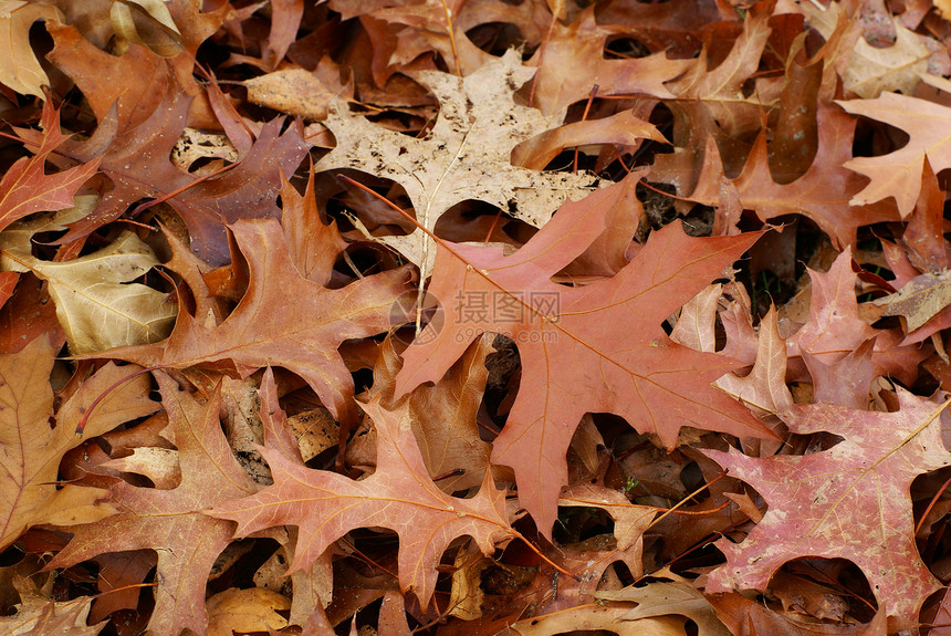 秋叶季节墙纸森林宏观叶子树叶图片