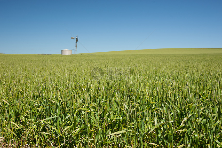 农场有小麦田风车农田风景场地国家谷物乡村农业农村图片