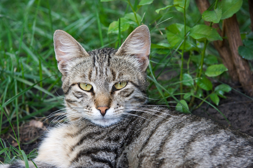 猫类猫科动物视图个性灰色动物群绿色水平自然世界说谎图片