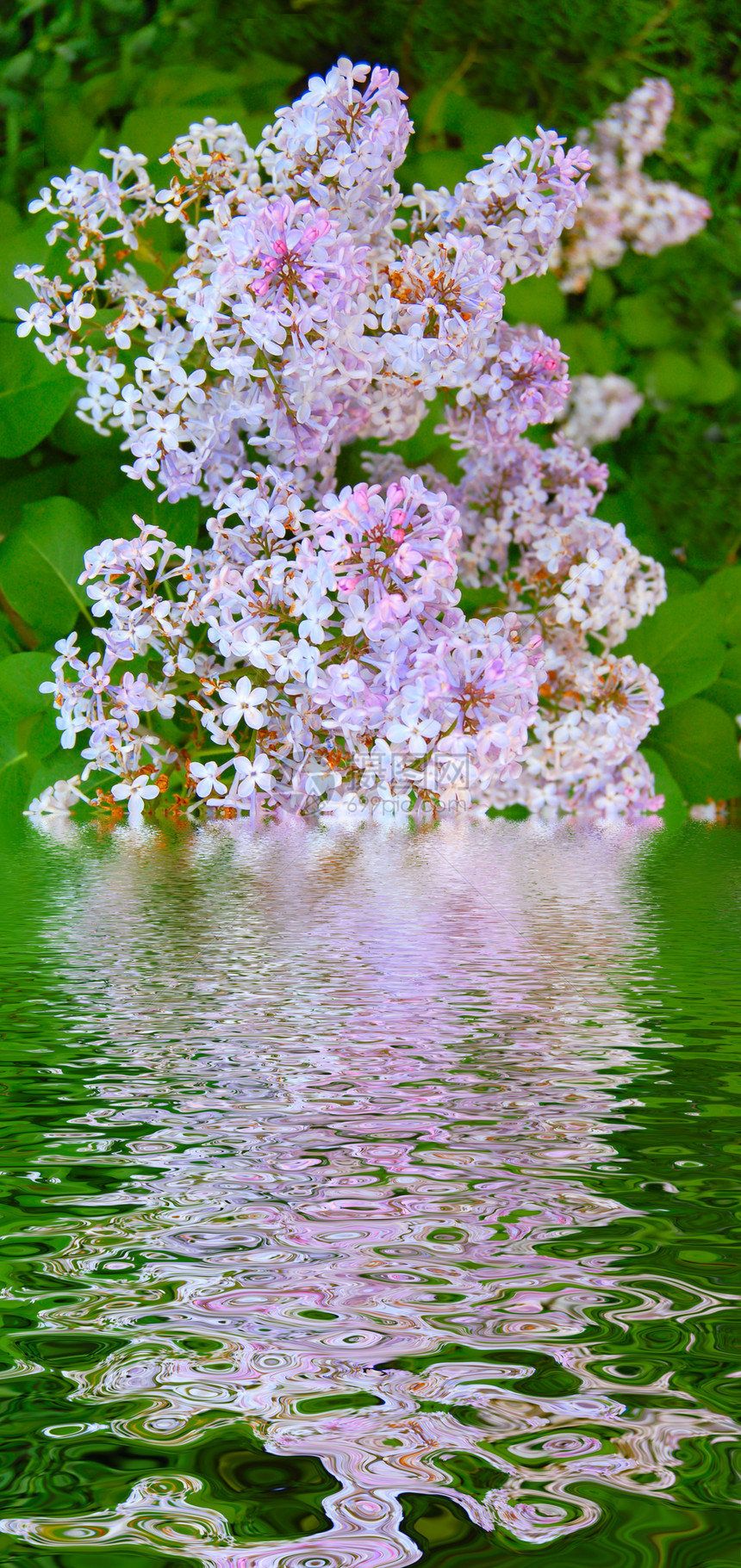 Lilac( 赛林加)图片
