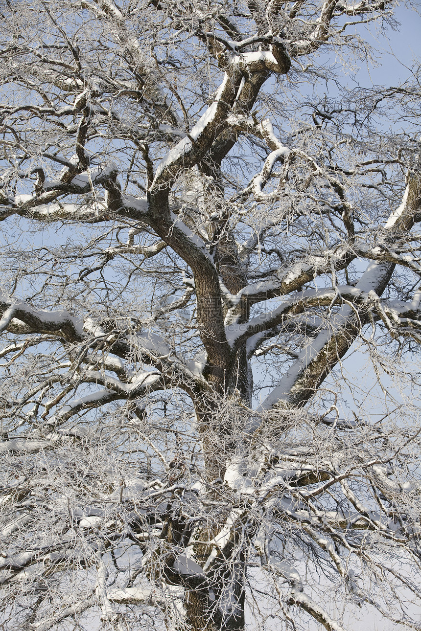 树木的冬季图片