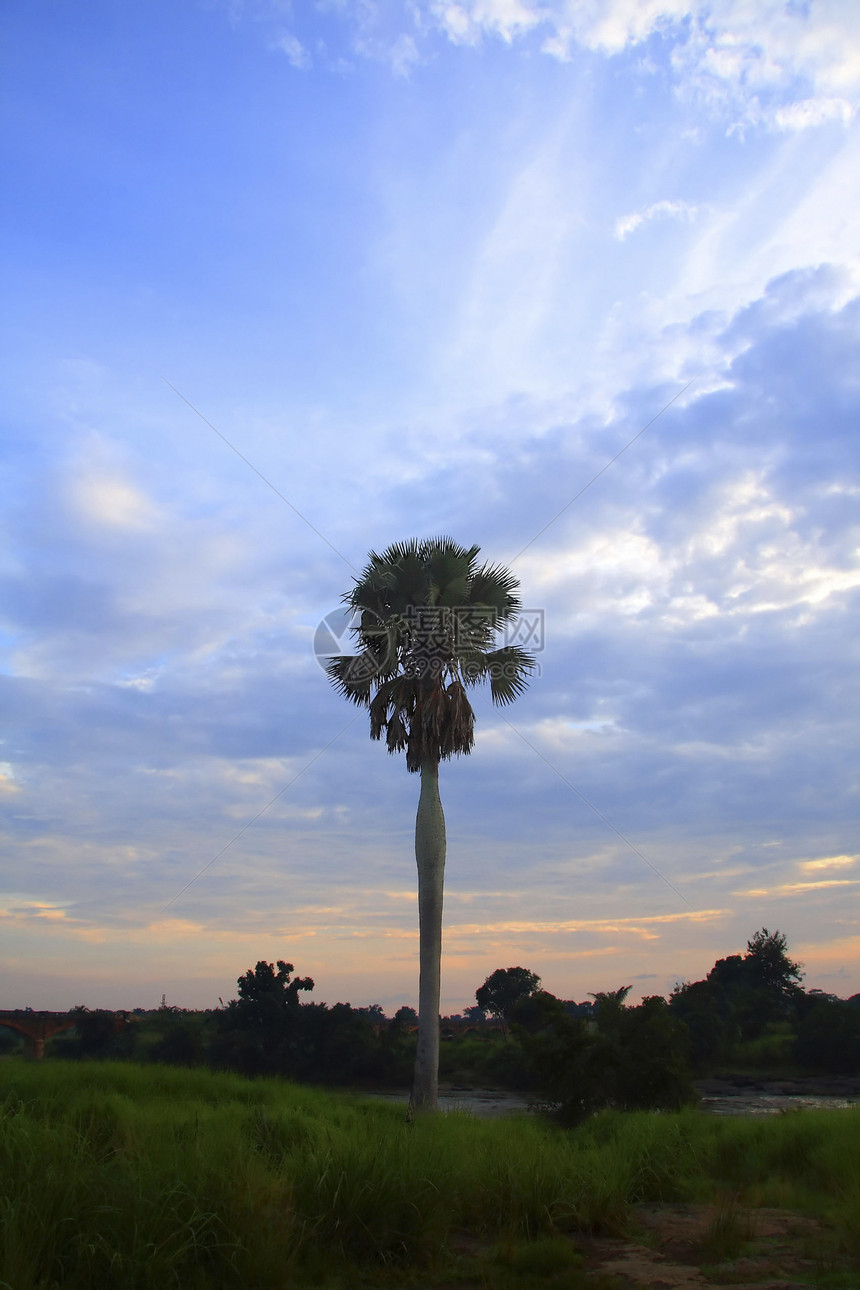 单独棕榈树棕榈绿色图片