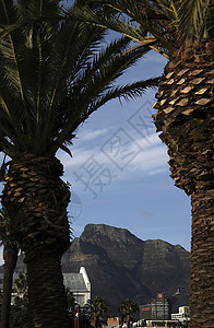 棕榈框架中的恶魔峰值背景图片