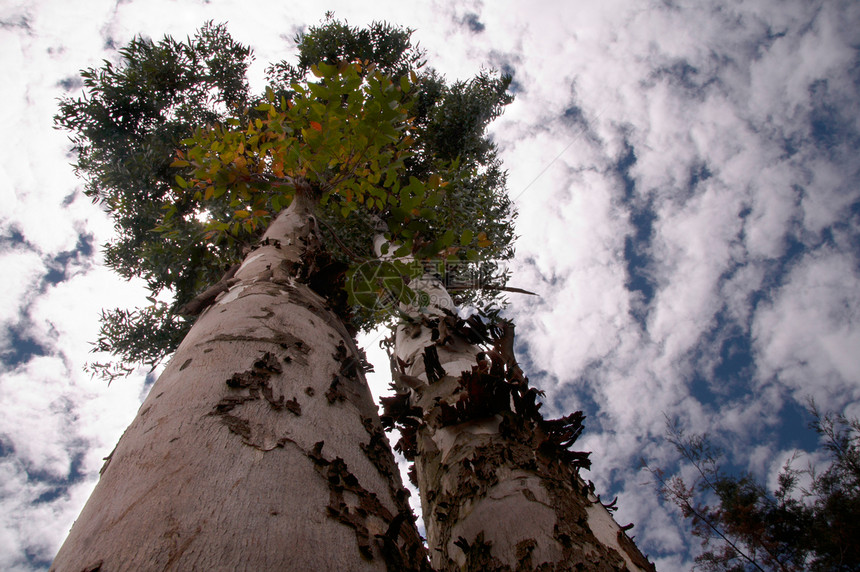 一对植物天空树干丛林森林绿色活力环境树木热带图片