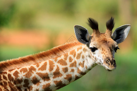 长脖子长颈鹿年轻的长颈鹿脖子动物园哺乳动物荒野食草衬套公园旅游耳朵眼睛背景