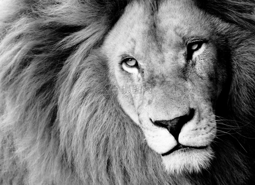 狮子部位黑与白濒危动物照片野外动物野生动物物种大猫哺乳动物图片