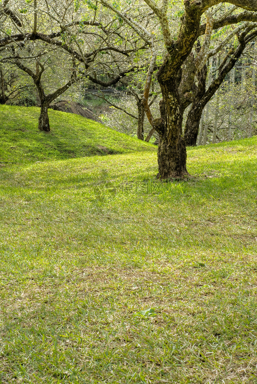 梅花花园叶子植物群爬坡场地土地环境风景李子草原植物图片