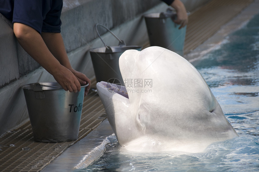 白鲸野生动物眼睛公园水族馆力量动物相机潜水宠物海洋生物图片