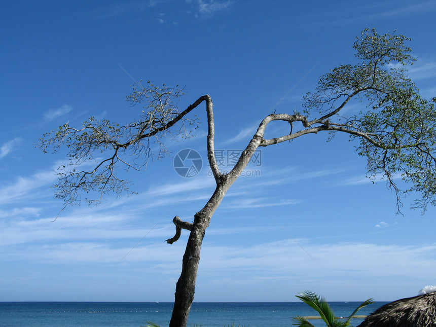 蓝海边的小树图片