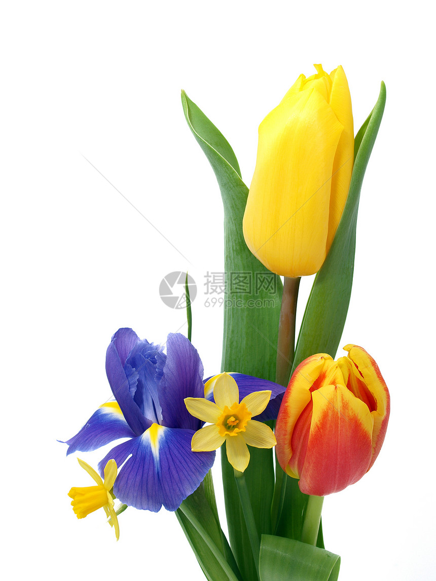 春花花展示鸢尾花妈妈们花瓣叶子花园水仙花庆典花瓶植物群图片