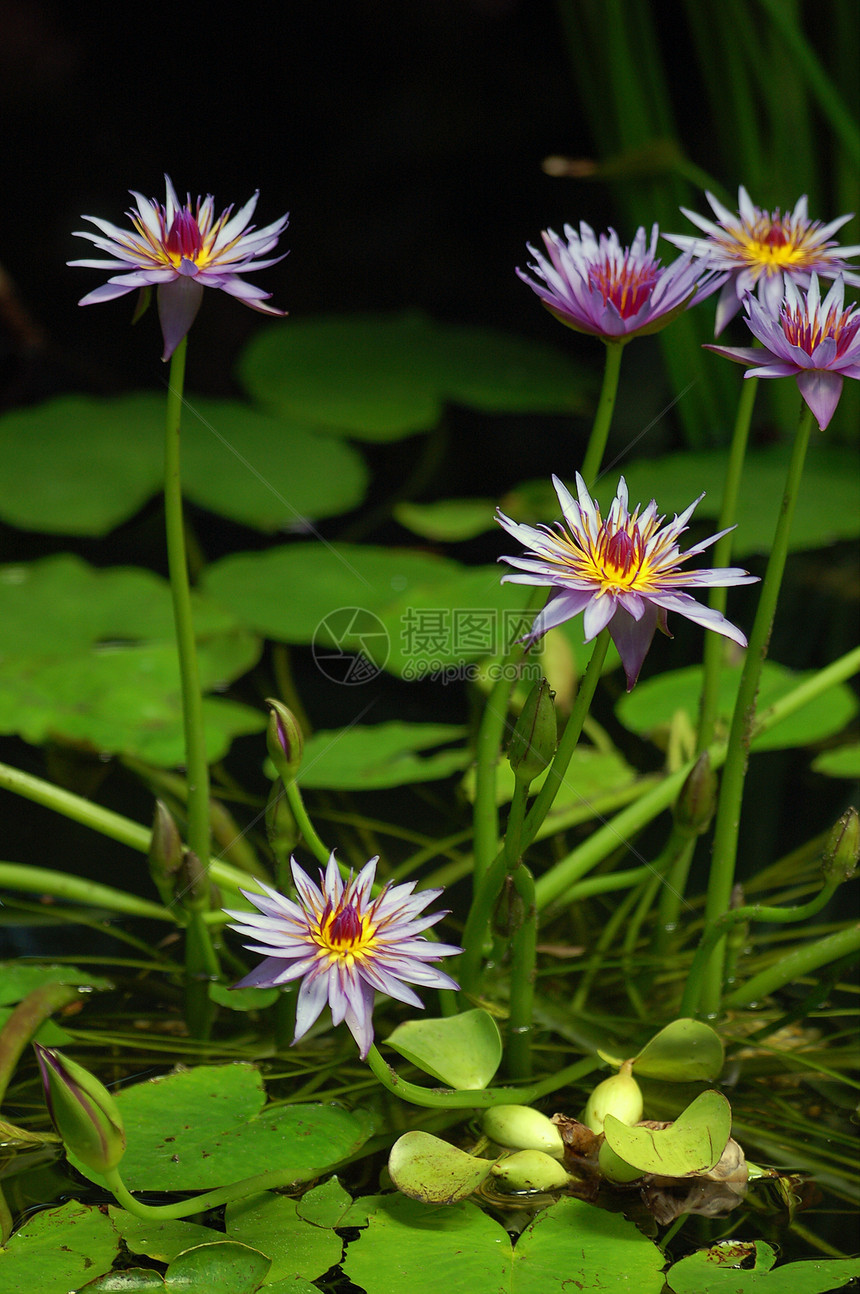 水生花花图片