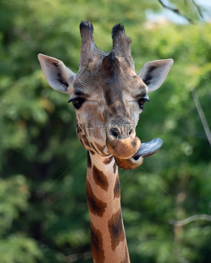 Giraffe 吉拉法卡梅罗帕达里斯毛皮荒野生活鬼脸哺乳动物动物动物园舌头脖子图片