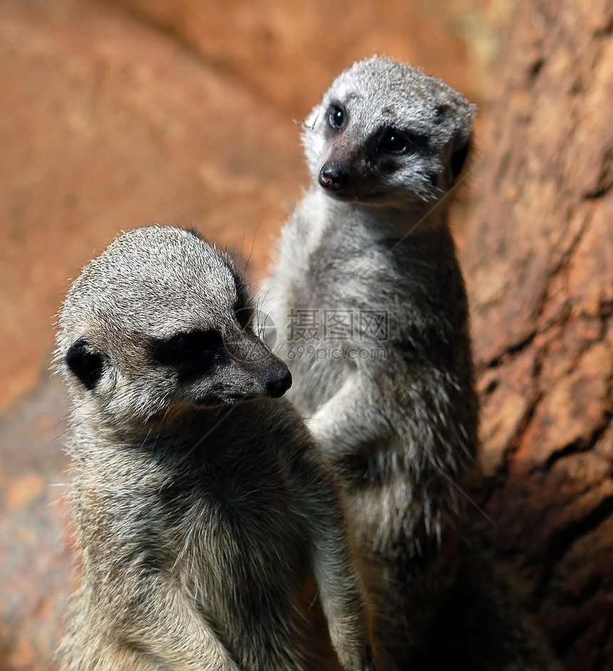 Meerkats苏里卡塔辛皮卡塔哺乳动物动物荒野警报毛皮警卫沙漠猫鼬手表动物园图片