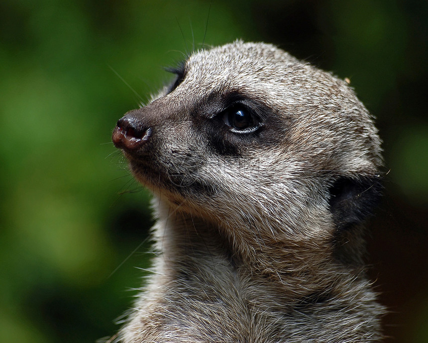 Meerkat 苏里卡塔辛皮卡塔手表警报荒野警卫动物毛皮哺乳动物动物园猫鼬沙漠图片