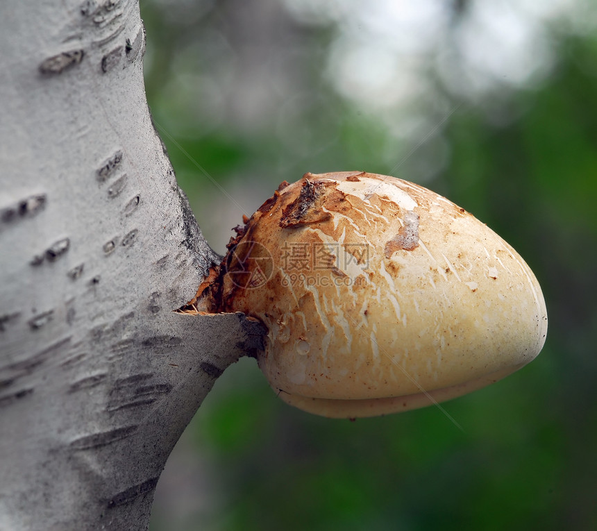 树上蘑菇森林树桩菌类宏观荒野生长植物群木头孢子季节图片