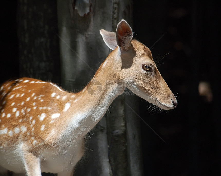 鹿棕色女性季节耳朵眼睛哺乳动物野生动物荒野动物驯鹿图片