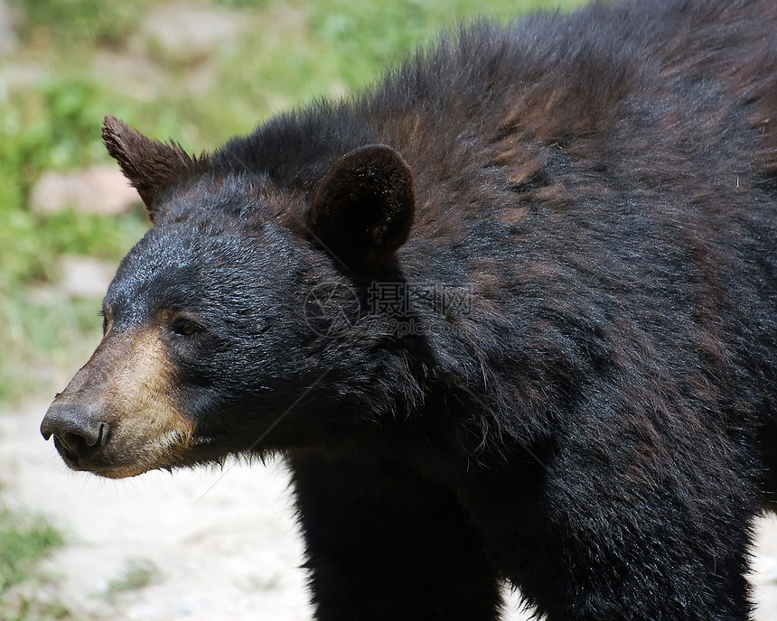 黑熊毛皮哺乳动物动物园动物幼兽太阳荒野森林爪子棕色图片