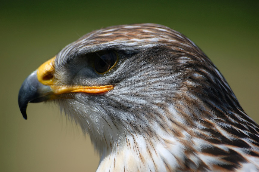 鹰捕食者黄色羽毛生活荒野翅膀猎人眼睛力量动物图片