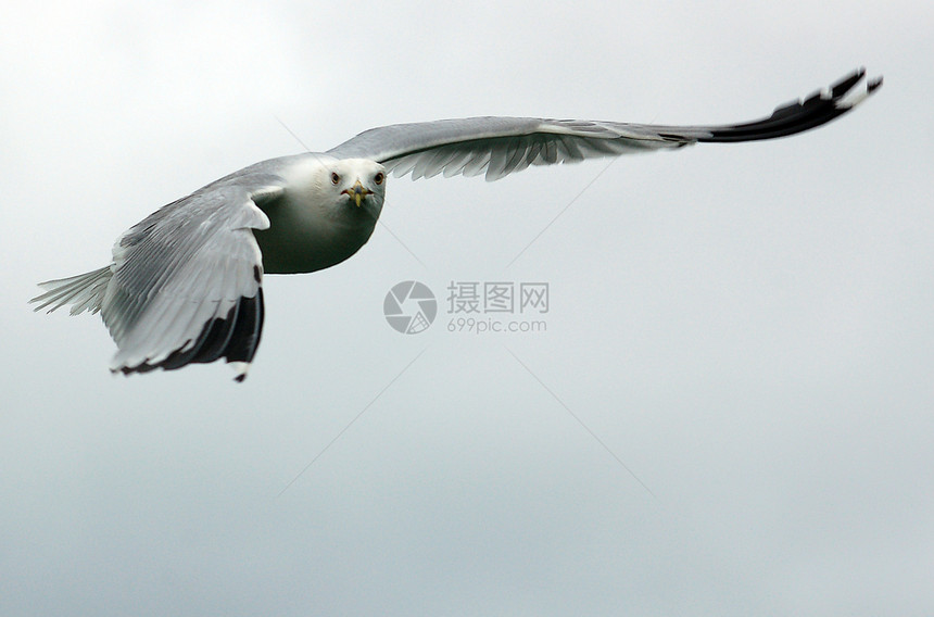 正在飞行的海豹翅膀黑色天空动物航班羽毛白色灰色自由图片