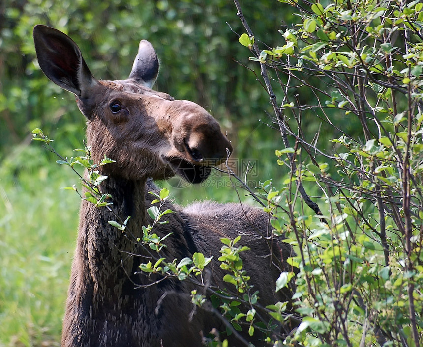 驼鹿麋鹿女性驯鹿荒野育空森林哺乳动物游戏动物鹿角图片