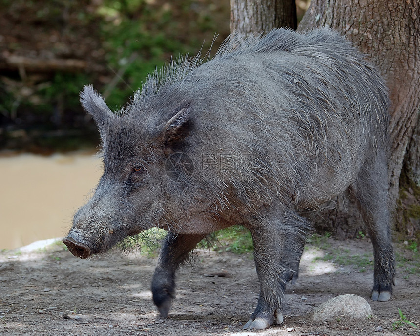 野猪头发动物荒野鼻子猪肉农场哺乳动物生活母猪森林图片