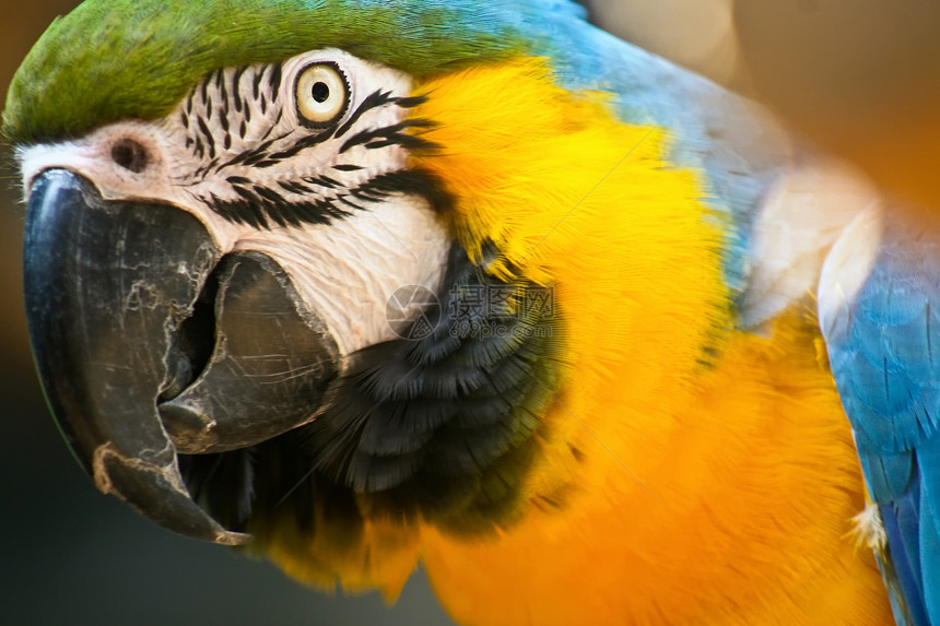 Parrot 鹦鹉动物园情调黄色异国绿色图片