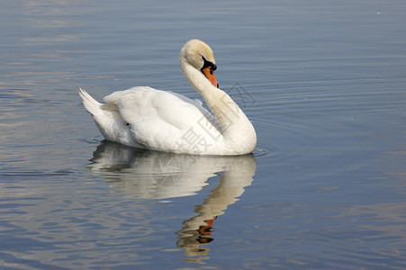 天鹅反射水平池塘白天鹅亮色白色背景图片