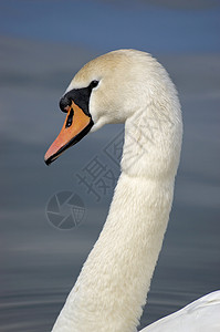 天鹅白天鹅池塘亮色白色鸟类野生动物背景图片