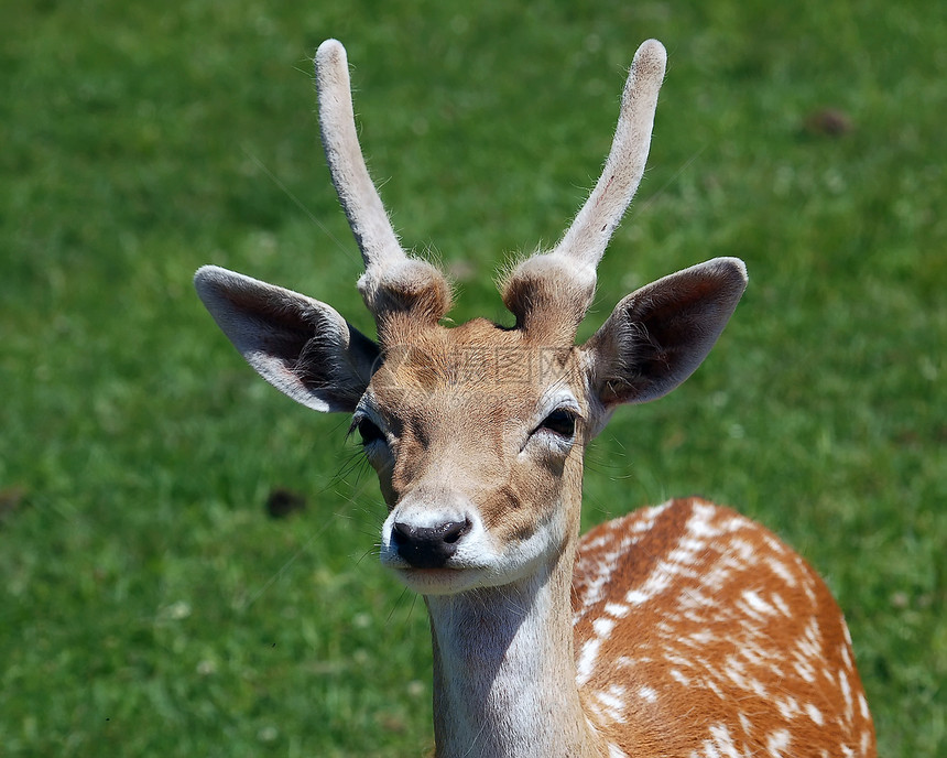 鹿荒野动物季节棕色毛皮鹿角耳朵眼睛树木森林图片