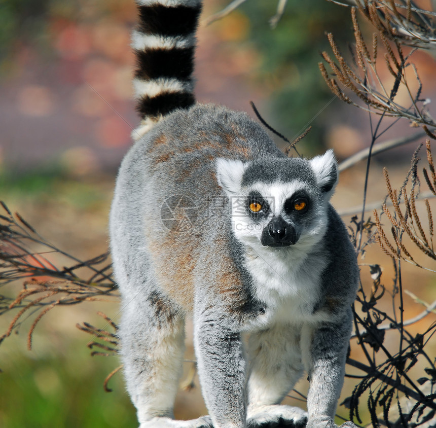 环尾勒穆尔列穆尔卡塔卡塔荒野眼睛环尾毛皮鼻子动物园动物濒危哺乳动物图片