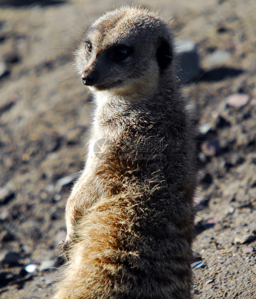 Meerkat 苏里卡塔辛皮卡塔毛皮警报警卫动物园哺乳动物猫鼬手表动物荒野沙漠图片