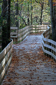 秋秋步行季节场景人行道叶子绿色公园走板小路远足木头高清图片