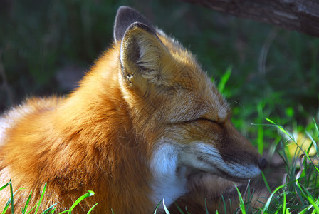 红狐狸哺乳动物眼睛毛皮动物捕食者荒野背景图片