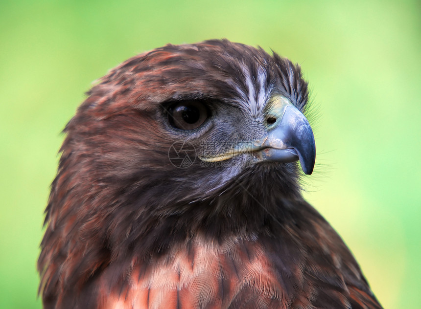 Goshawk 南斗士黄色飞行翅膀动物眼睛羽毛捕食者猎人荒野猎物图片