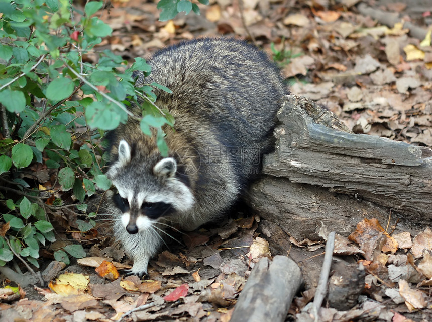 Raccoon procyon 极光哺乳动物森林公园野生动物动物园眼睛好奇心荒野树木毛皮图片