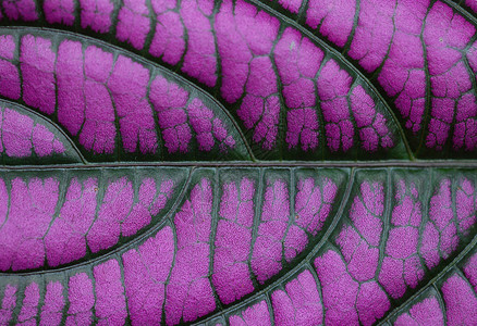 紫叶花园植物群紫色植物宏观花瓣背景图片