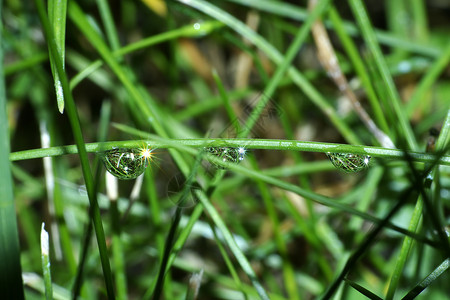 滴水反射绿色宏观星星背景图片
