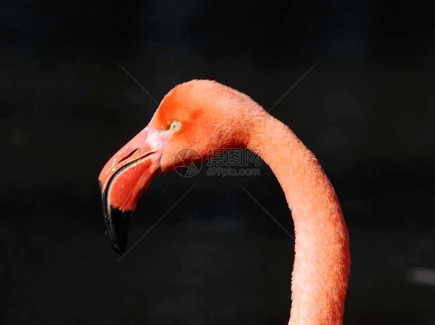 粉红弗拉芒戈眼睛脖子热带动物园荒野情调异国红色火烈鸟动物图片